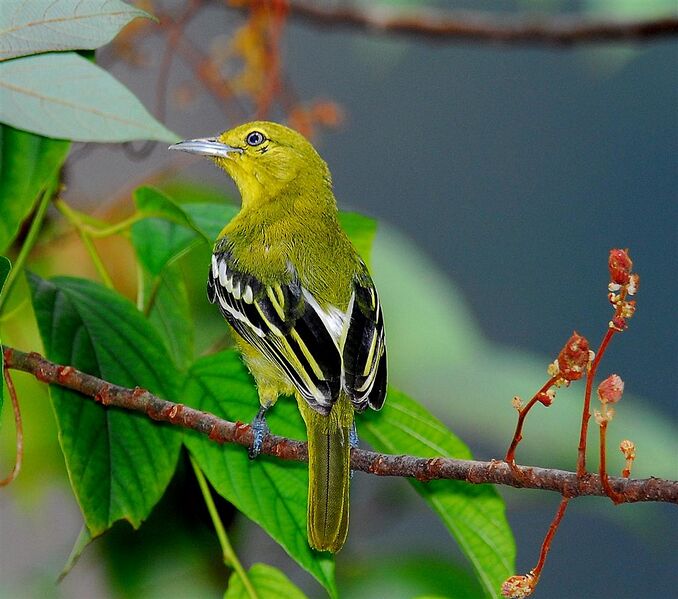 Файл:Common Iora.jpg