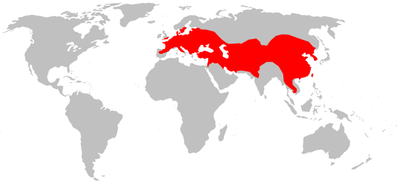Файл:Eptesicus serotinusMap.png