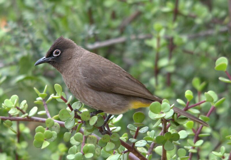 Файл:Pycnonotus capensis 2.jpg