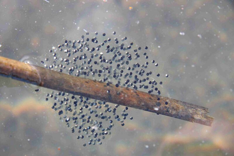 Файл:Rana sylvatica eggs SC.jpg