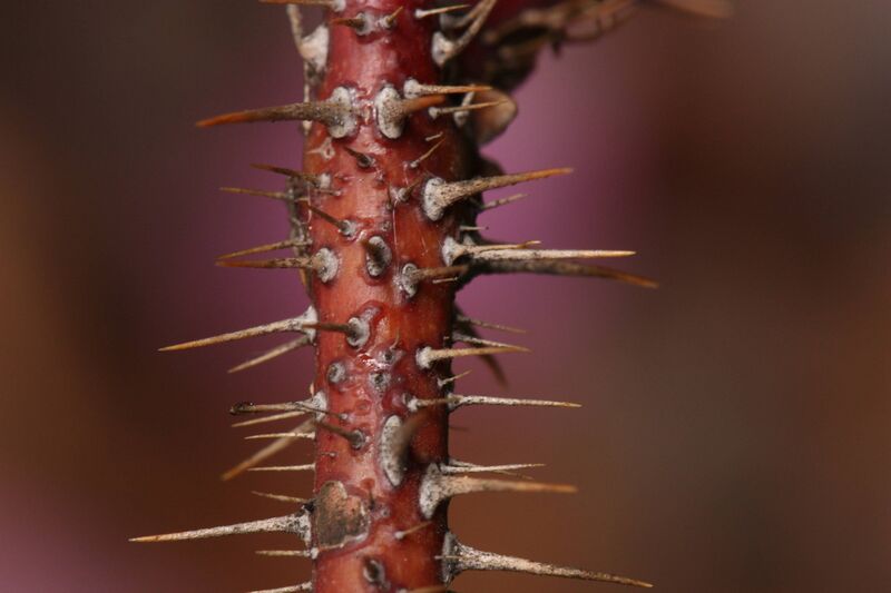 Файл:Rosa acicularis 8835.JPG