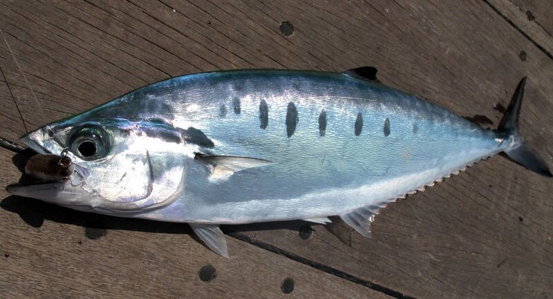 Файл:Slender queenfish 2.JPG