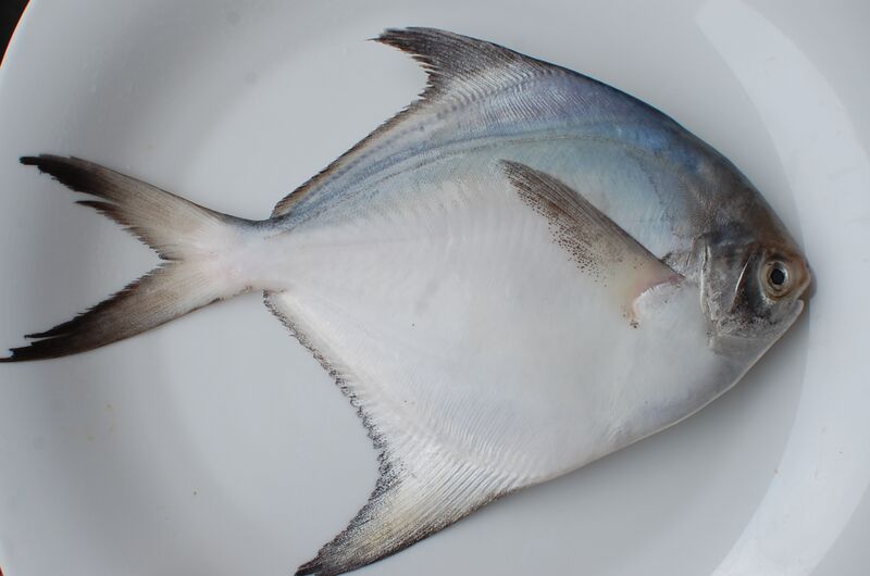 Файл:White Pomfret.JPG