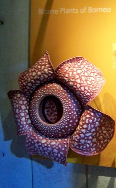 Файл:CAS-BioD-Rafflesia.JPG