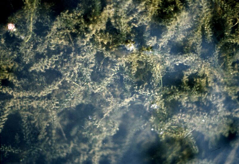 Файл:Elodea canadensis2.jpg