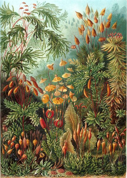 Файл:Haeckel Muscinae.jpg