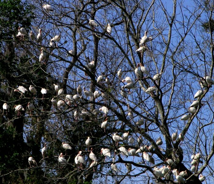 Файл:Ibis Tree.jpg
