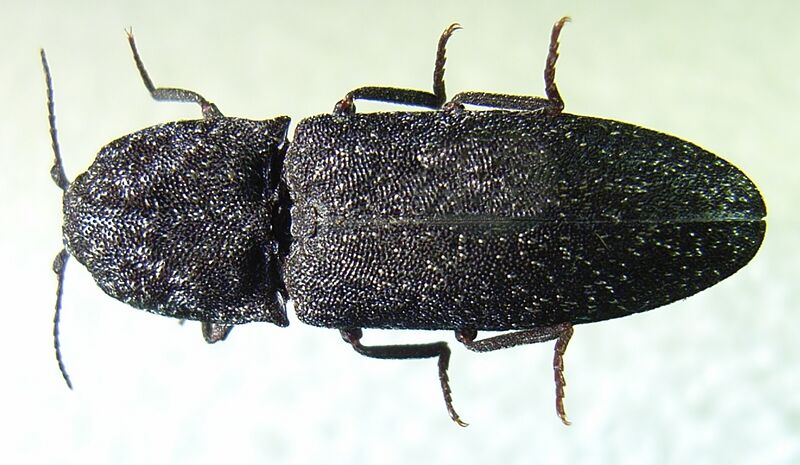 Файл:Lacon punctatus bl.JPG