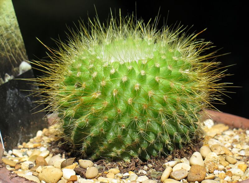 Файл:Parodia chrysacanthion 5.JPG