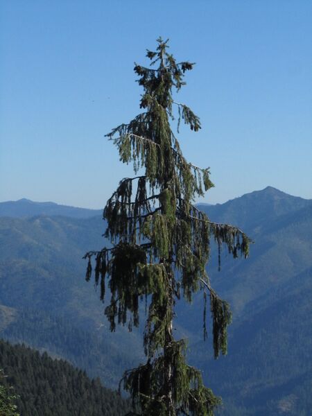 Файл:Picea brewerianafullform.JPG