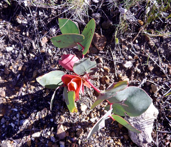 Файл:Protea cordata.JPG