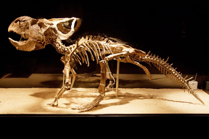 Файл:Protoceratops mount.jpg