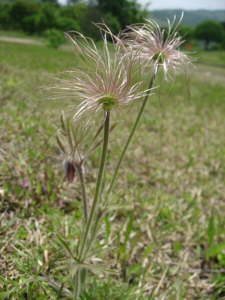 Файл:Pulsatilla cernua 2.JPG