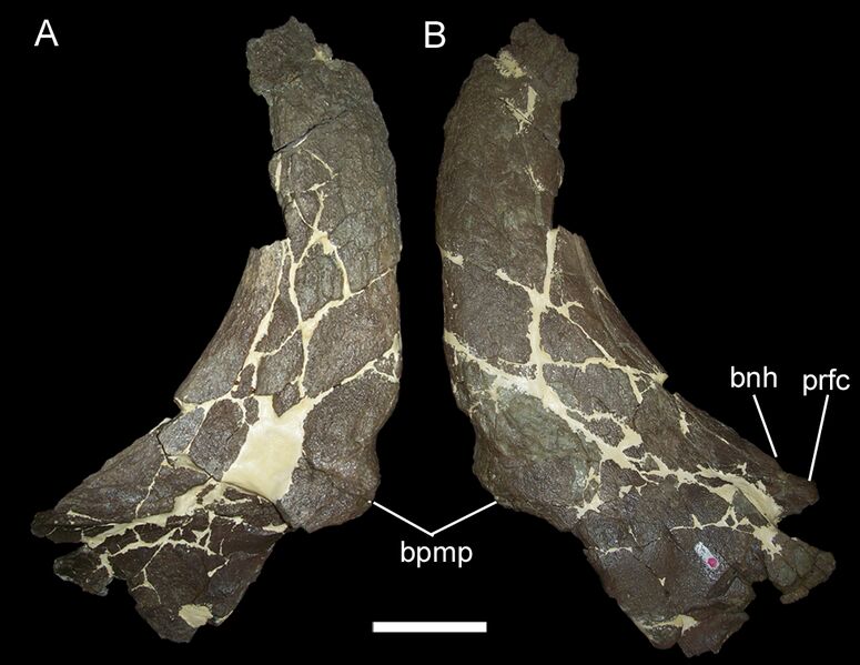 Файл:Rubeosaurus nasals.jpg