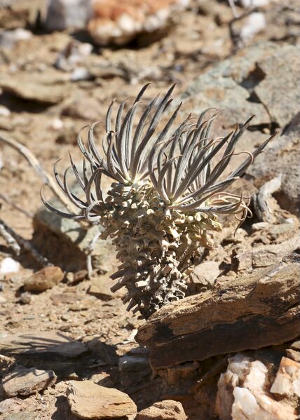 Файл:Tylecodon wallichii Richtersveld.jpg