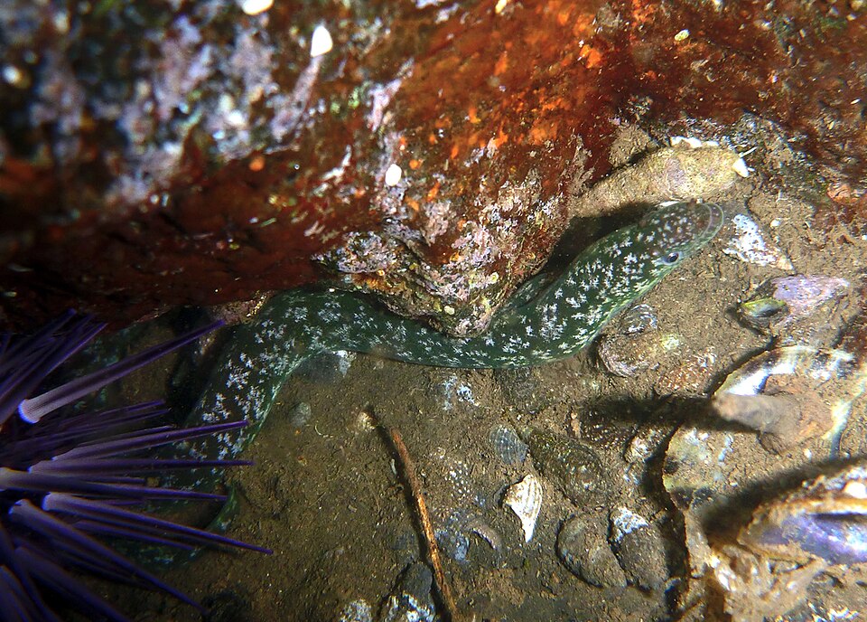 Файл:Uropterygius xanthopterus - 2.JPG