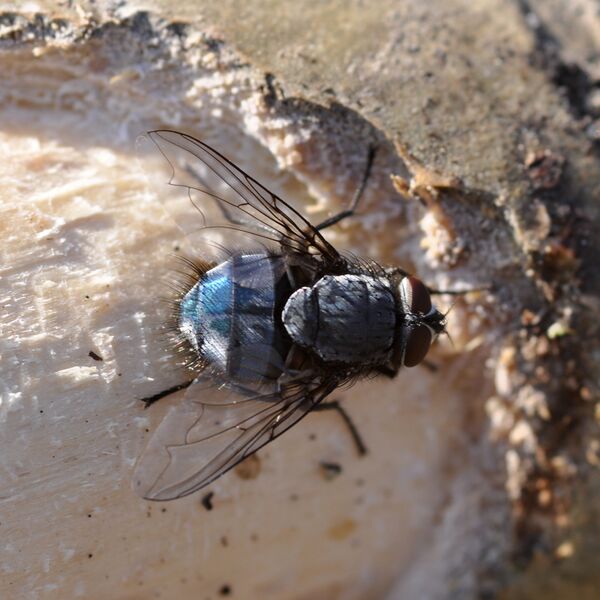 Файл:Calliphora vicina 2.JPG