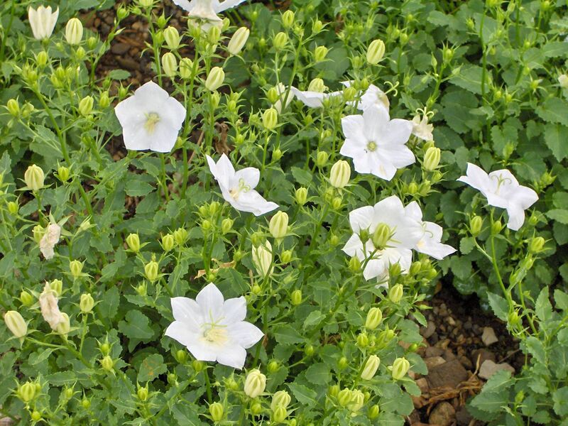Файл:Campanula carpatica Weisse Clips.JPG