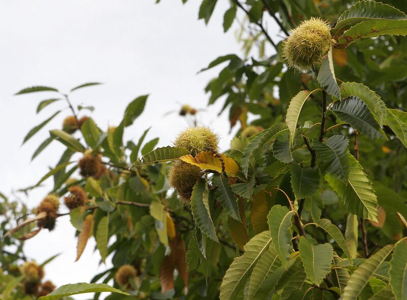 Файл:Chestnuts on tree.jpg