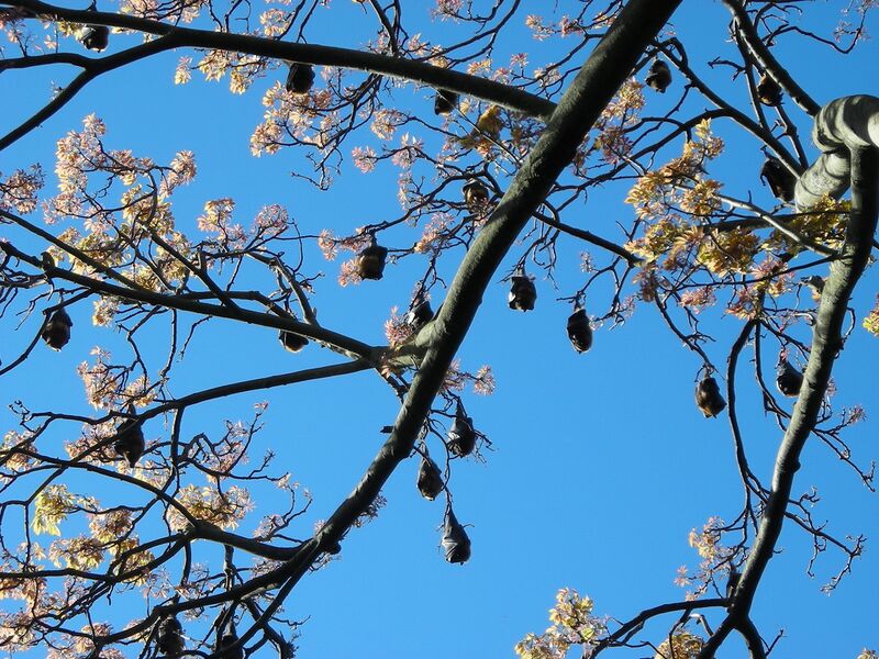 Файл:Flyingfoxesbotanicalgardens.JPG