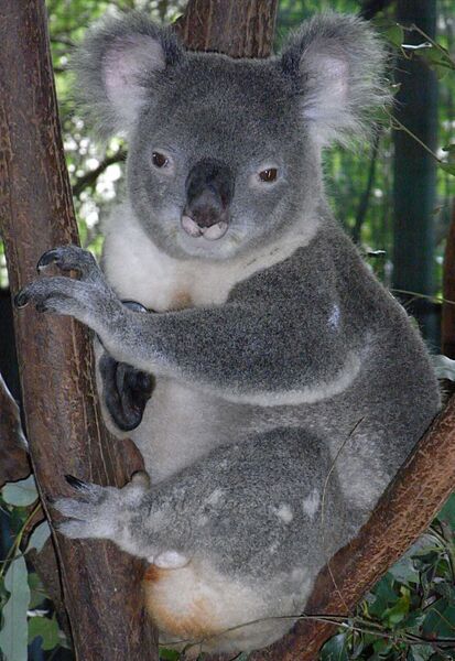 Файл:Friendly Male Koala.JPG