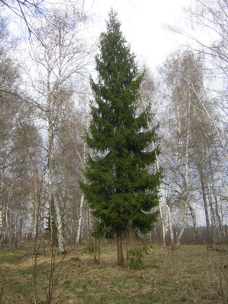 Файл:Picea abies single tree.jpg