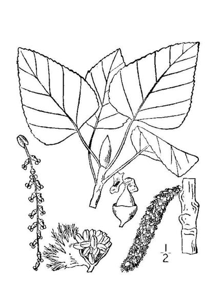Файл:Populus balsamifera L..jpg