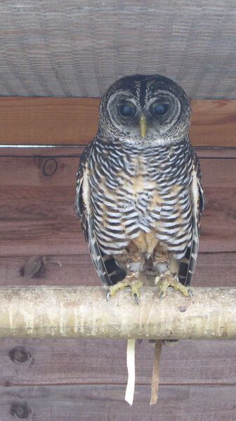 Файл:Rufous-legged owl.jpg