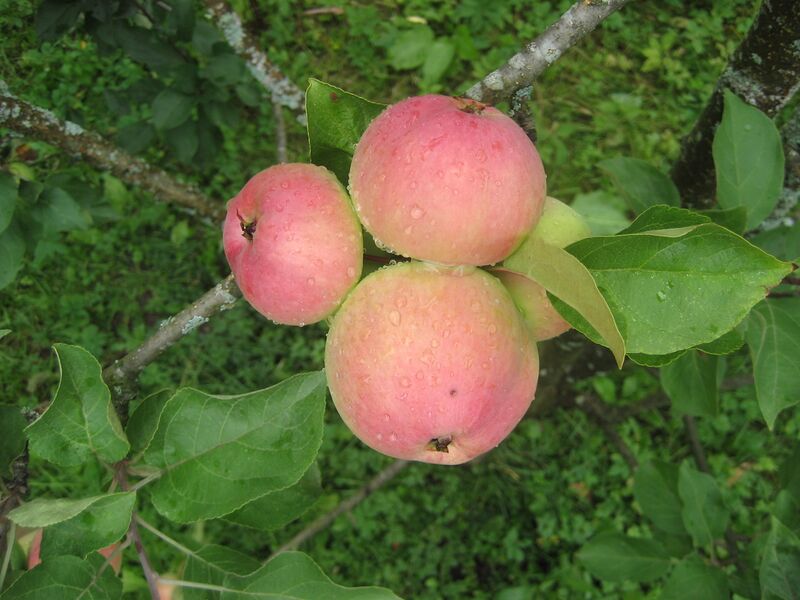 Файл:Apple on the tree.JPG