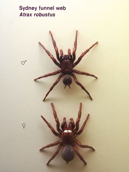 Файл:Atrax Robustus.jpg