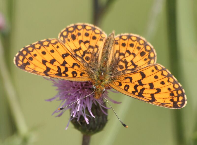 Файл:Boloria2.JPG