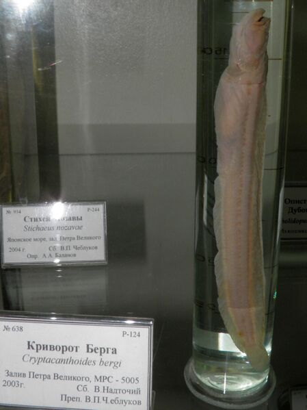 Файл:Cryptacanthodes bergi.JPG
