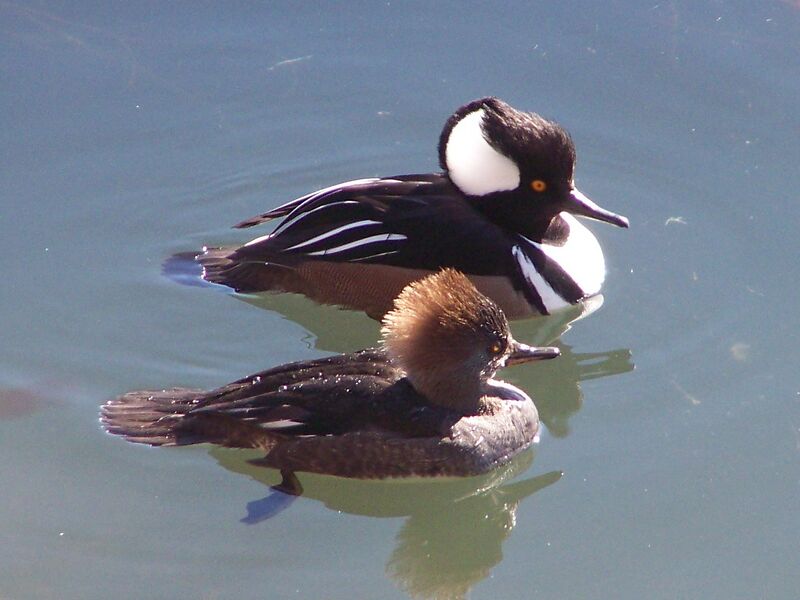 Файл:Hooded Merganser pair.JPG