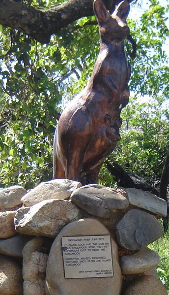 Файл:Kangaroo-Cooktown.JPG