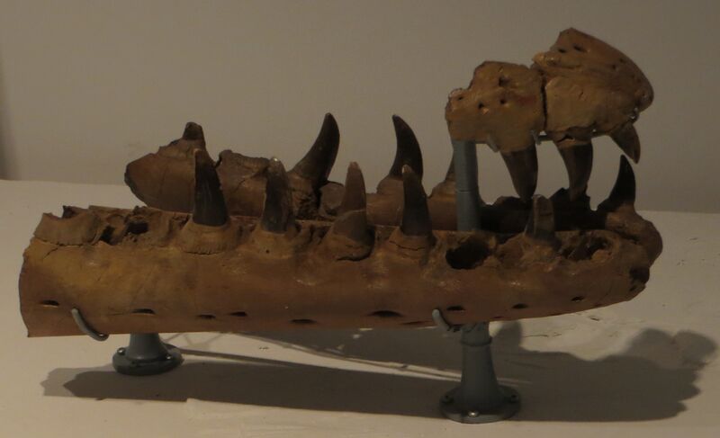 Файл:Mosasaurus hoffmanni jaws.JPG