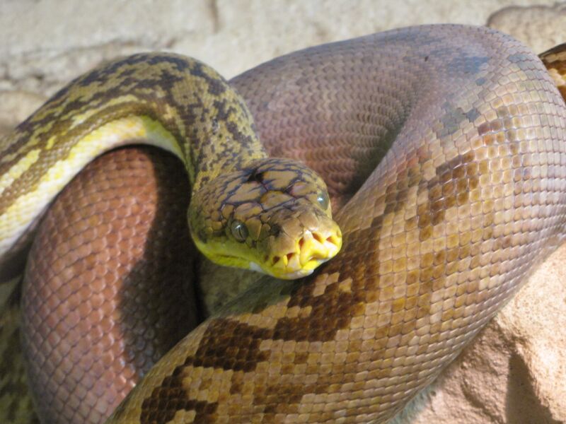 Файл:Python timoriensis Tropicario 2.JPG