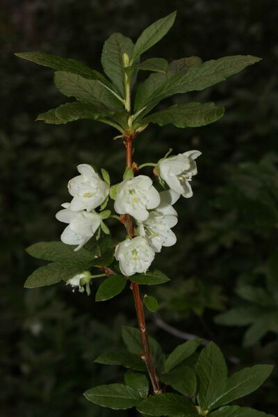 Файл:Rhododendron albiflorum 8642.JPG