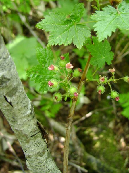Файл:Ribes sachalinense 5.JPG