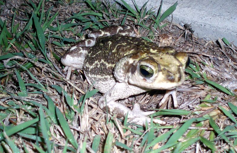 Файл:Cuban toad at Guantanamo.jpg