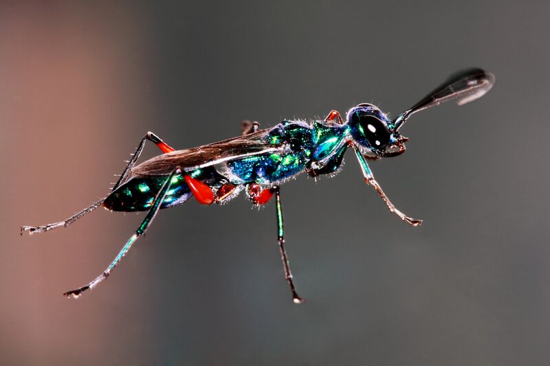 Файл:Emerald Cockroach Wasp.JPG