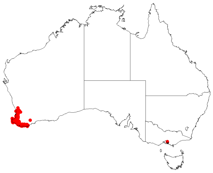 Файл:Hakea amplexicaulisDistMap6.png