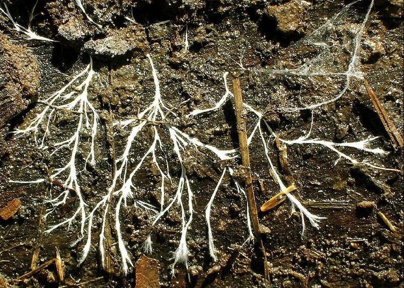 Файл:Hyphae.JPG