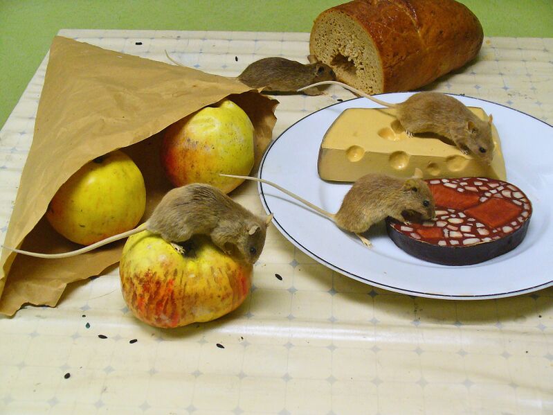 Файл:Mus musculus 01.JPG