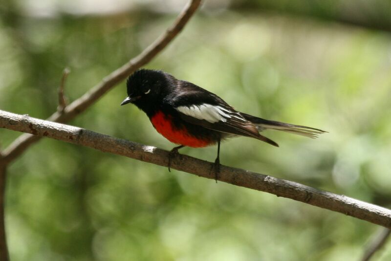 Файл:Painted Redstart.jpg