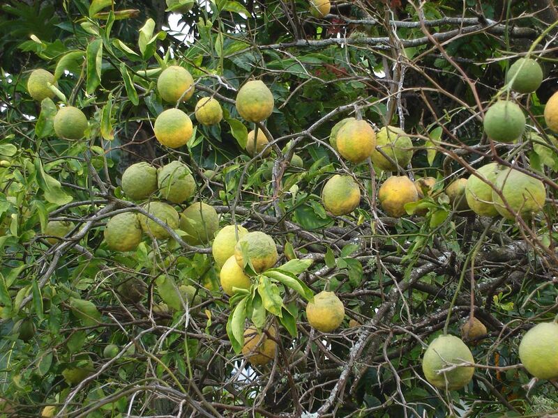 Файл:Rough skinned citrus.jpg