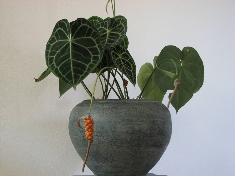 Файл:Anthurium in pot.jpg