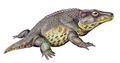 Cacops aspidephorus