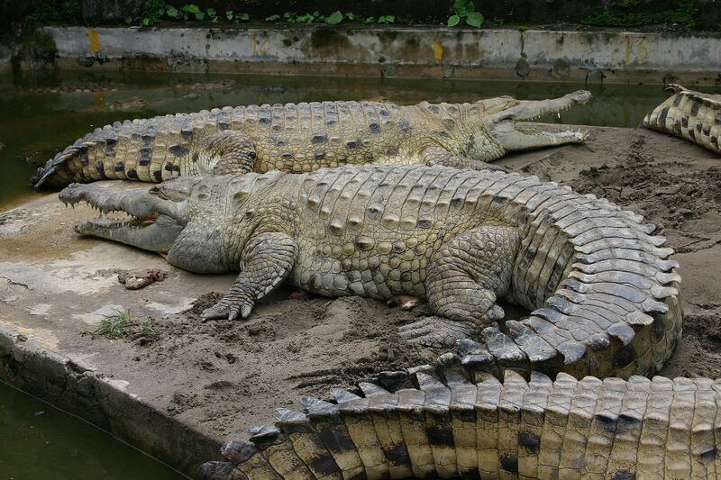 Файл:Croc inter.jpg