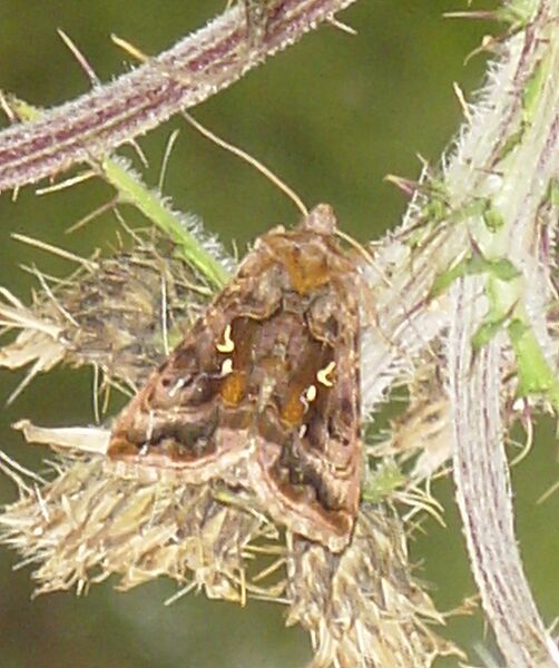 Файл:Lep-Autographa pulchrina.JPG