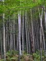 Бамбуковый лес, образованный Phyllostachys edulis в японской префектуре Камакура